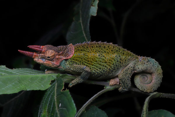 Werner's Three-horned Chameleon (Trioceros werneri) adult male