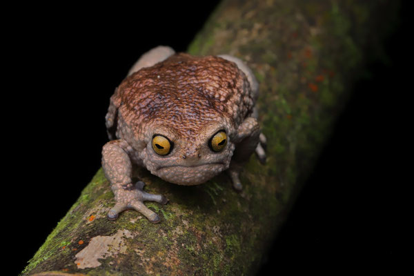 Nguru Warty Frog (Callulina meteora)