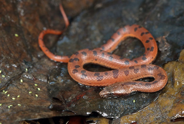 Orangebelly Swamp Snake (Tretanorhinus nigroluteus) juvenile