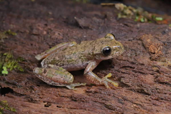 Copan Stream Frog (Ptychohyla hypomykter) male
