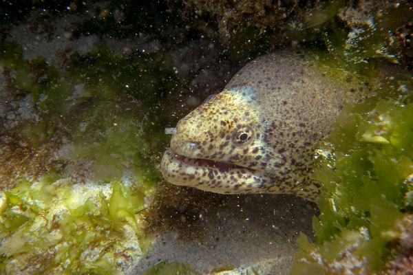 Painted Moray (Gymnothorax pictus) 