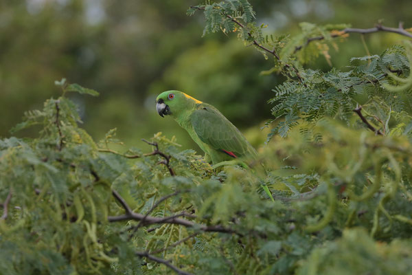 Yellow-naped Amazone (Amazona auropalliata)