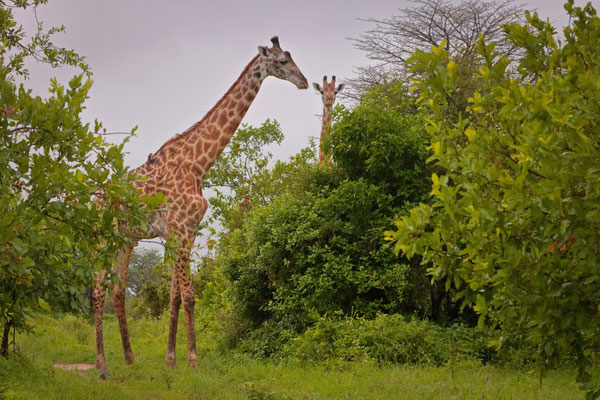 Masai Giraffe (Giraffa tippelskirchi)