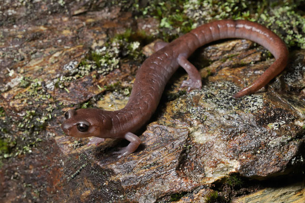 Muscular Salamander (Pseudoeurycea papenfussi)