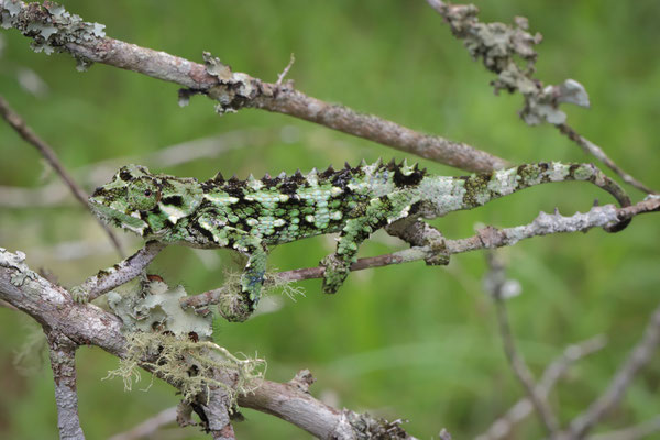 Spiny-flanked Chameleon (Trioceros laterispinis) 
