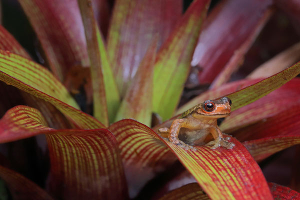 Moustache Bromeliad Tree Frog (Isthmohyla picadoi)