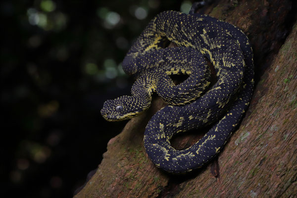 Mount Kenya Bush Viper (Atheris desaixi)