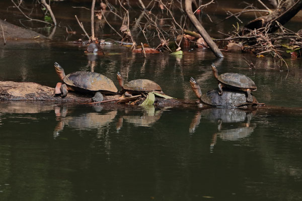 Antire family of Black Wood Turtles (Rhinoclemmys funerea) basking. 