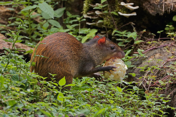 Central American agouti (Dasyprocta punctata)