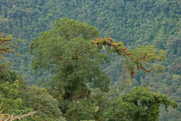 The trees at higher elevation are even more overgrown with epiphytic plants than they are in the lowlands.