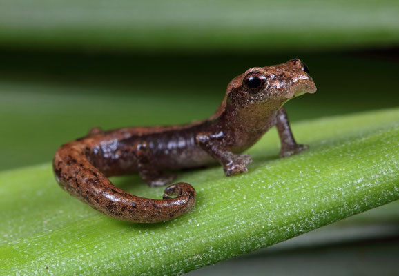 Northern Banana Salamander (Bolitoglossa rufescens)