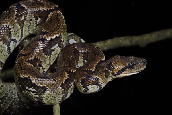 Madagascar Tree Boa (Sanzinia madagascariensis)