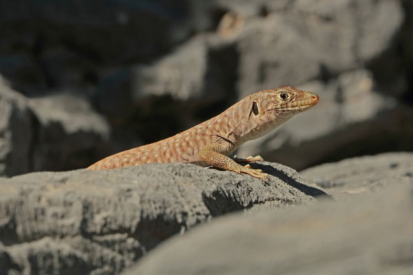 Jayakar's Lizard (Omanosaura jayakari) basking in the morning sun.