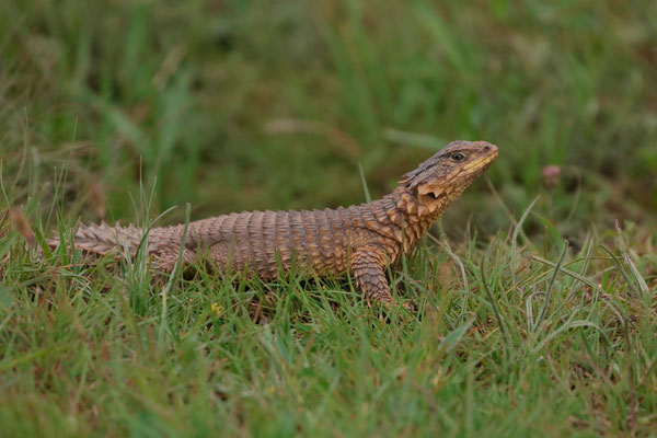 Giant Girdled Lizard (Smaug giganteus)