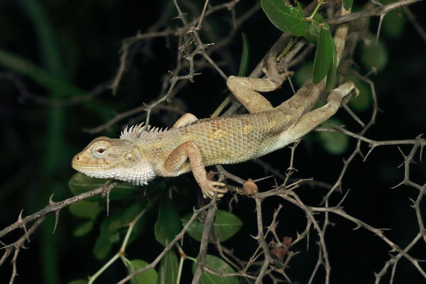 Oriental Garden Lizard (Calotes versicolor)