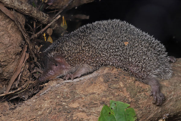 Greater Hedgehog Tenrec (Setifer setosus)