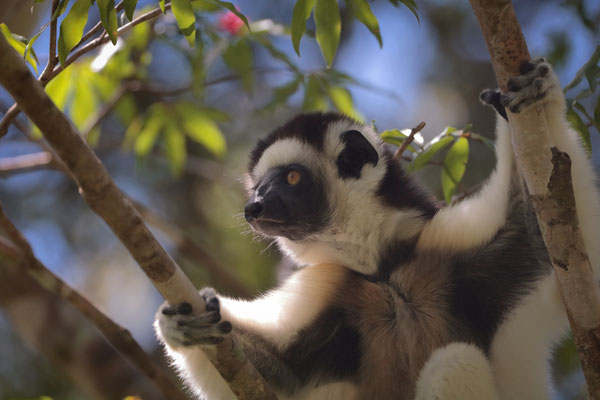 Verreaux's Sifaka (Propithecus verreauxi)