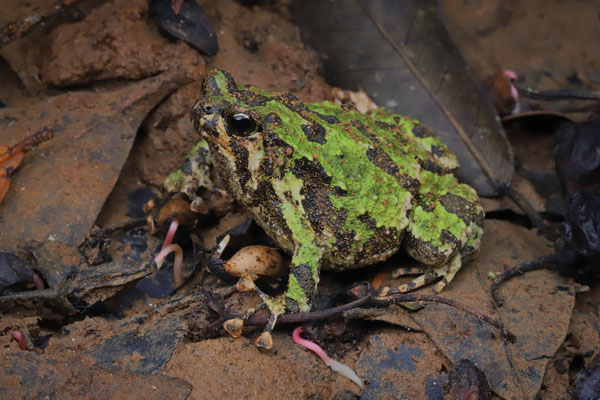 Marbled Rain Frog (Scaphiophryne marmorata) 