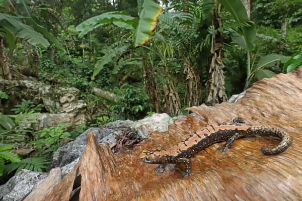 Alberch's Mushroomtongue Salamander (Bolitoglossa alberchi) female