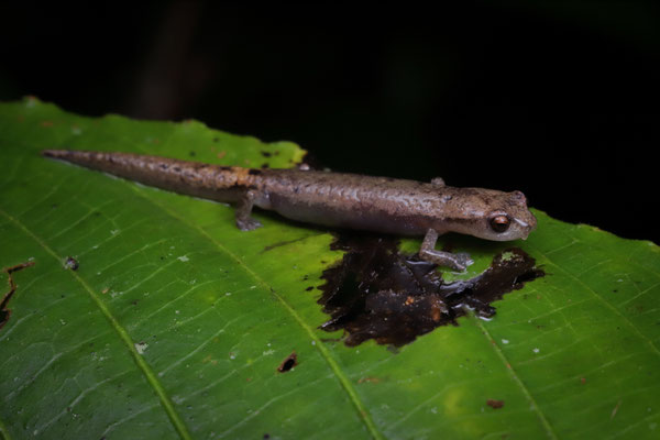 Southern Banana Salamander (Bolitoglossa occidentalis)