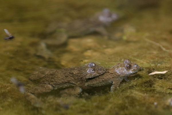 Yellow-bellied Toads (Bombina variegata) amplexus