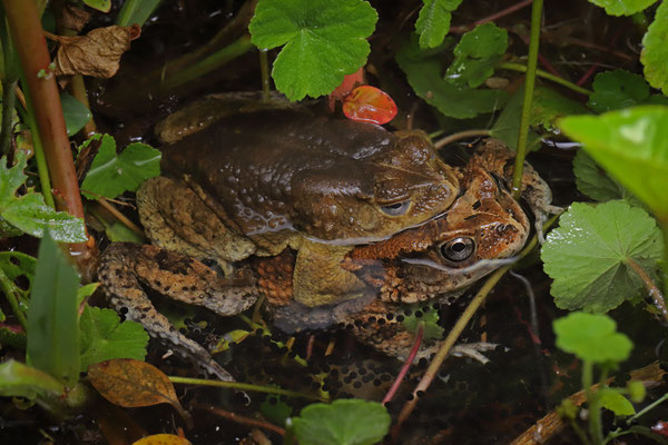 Kerinyaga Toad (Sclerophrys kerinyagae) in amplexus and depositing eggs.