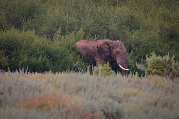 Elephant (Loxodonta africana) emerging from the dense bushes where we just searched for lizards.