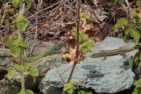 Cycladian Green Lizard (Lacerta citrovittata) and Erhard's Wall Lizard (Podarcis erhardii) basking side by side.