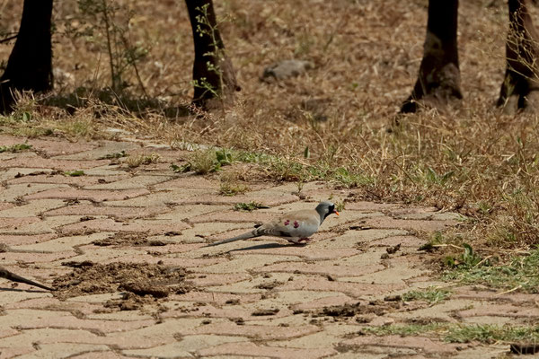 Namaqua Dove (Oena capensis)