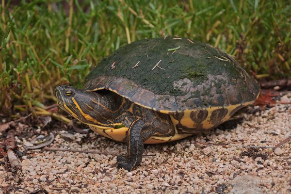 A large Meso-American Slider (Trachemys venusta) found foraging along the trail one morning.