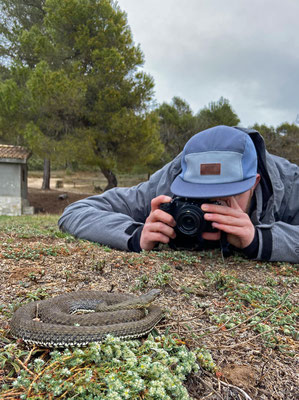 Chiel photographing the Western Montpellier Snake.