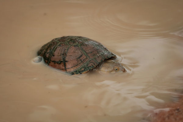 East African Black Mud Turtle (Pelusios subniger)