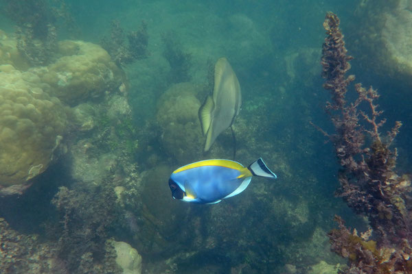 Teira Batfish (Platax teira) and Powder-blue Surgeonfish (Acanthurus leucosternon).