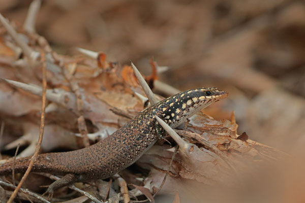 Gold-spotted Mabuya (Trachylepis aureopunctata)