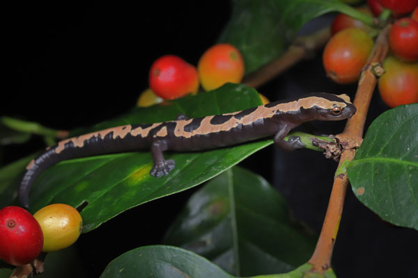 Salvin's Mushroomtongue Salamander (Bolitoglossa salvinii) 