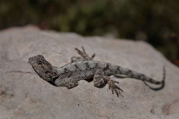Southern Rock Agama (Agama atra)