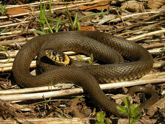 Grass Snake (Natrix natrix)