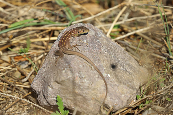 Balkan Green Lizard (Lacerta trilineata hansschweizeri) juvenile