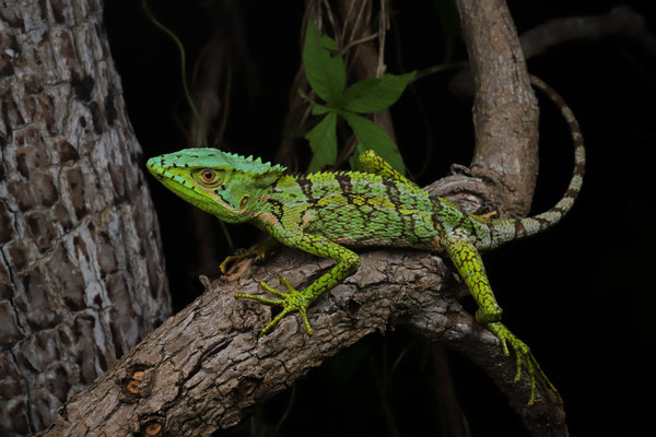Incredible male Serrated Casquehead Iguana (Laemanctus serratus)