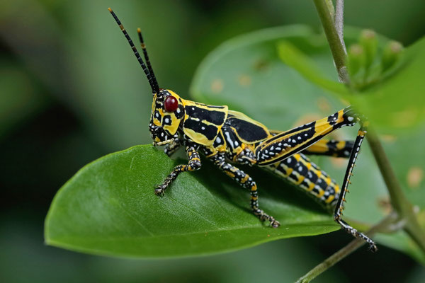 Painted Grasshopper (Zonocerus variegatus) nymph