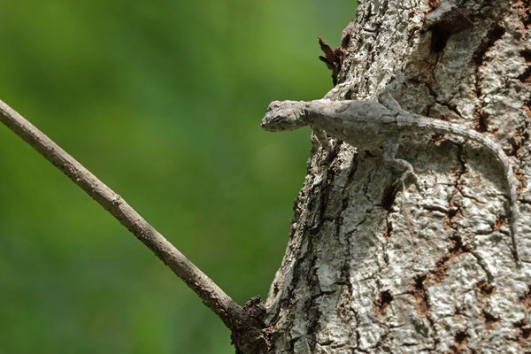 Tropical Tree Lizard (Urosaurus bicarinatus)