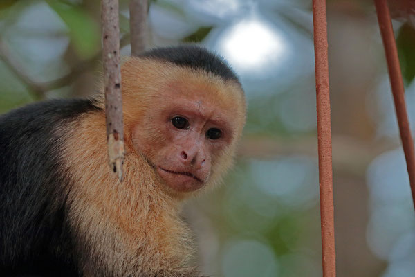 White-faced Capuchin (Cebus imitator)