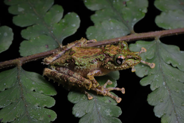 Malagasy Mossy Frog (Spinomantis aglavei) 