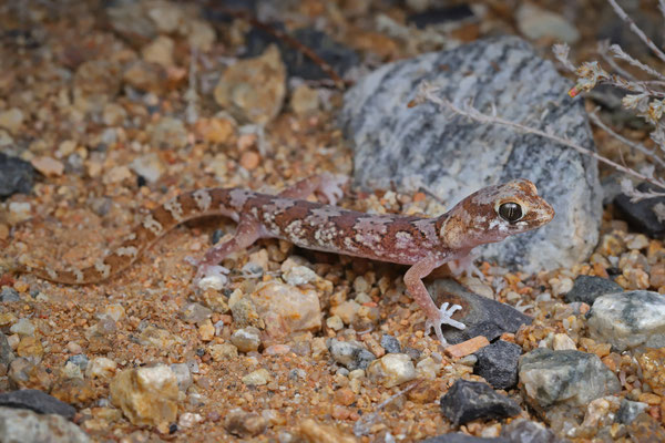 Quartz Gecko (Pachydactylus latirostris)