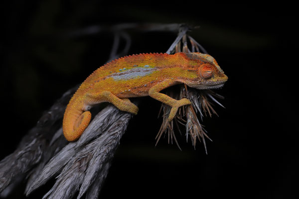 Elandsberg Dwarf Chameleon (Bradypodion taeniabronchum)