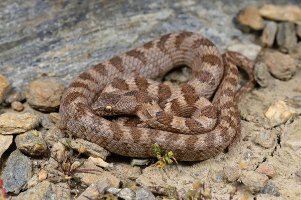 Cat Snake (Telescopus fallax) 