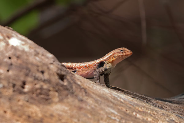 Rose-bellied Spiny Lizard (Sceloporus variabilis) 