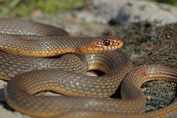 Caspian Whip Snake (Dolichophis caspius) 
