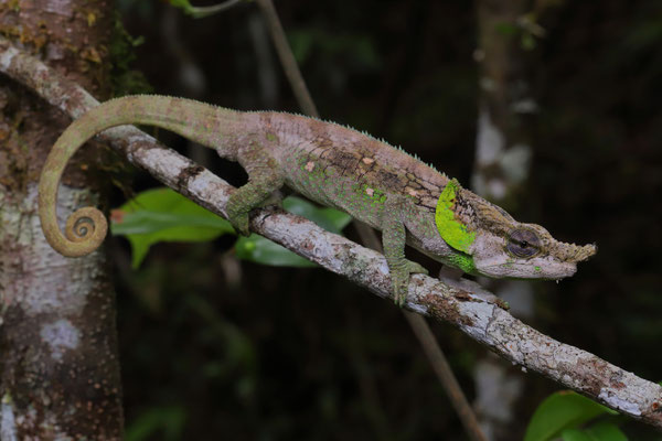 Green-eared Chameleon (Calumma malthe) 