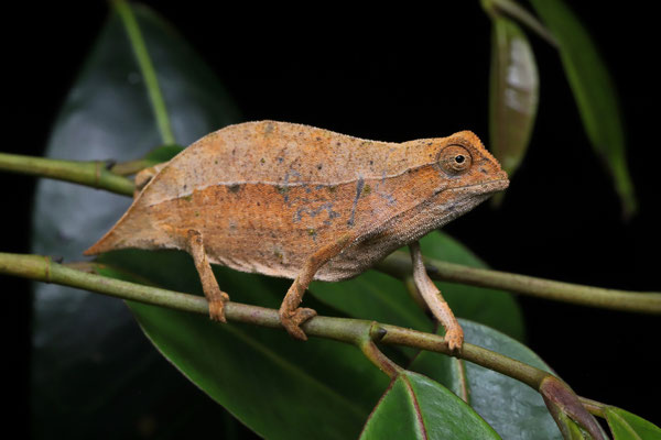 Zomba Pygmy Chameleon (Rieppeleon brachyurus) 